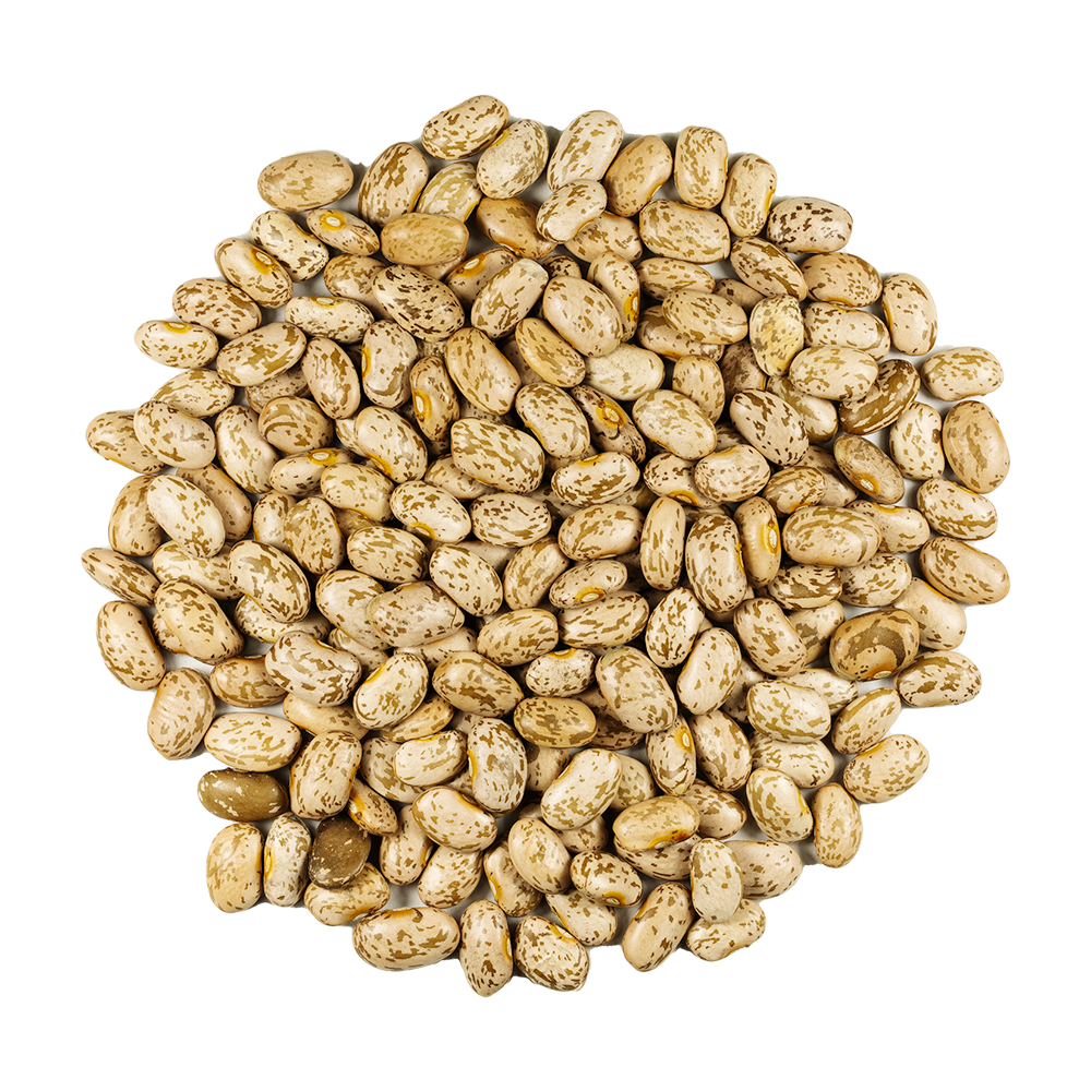 Pinto Beans