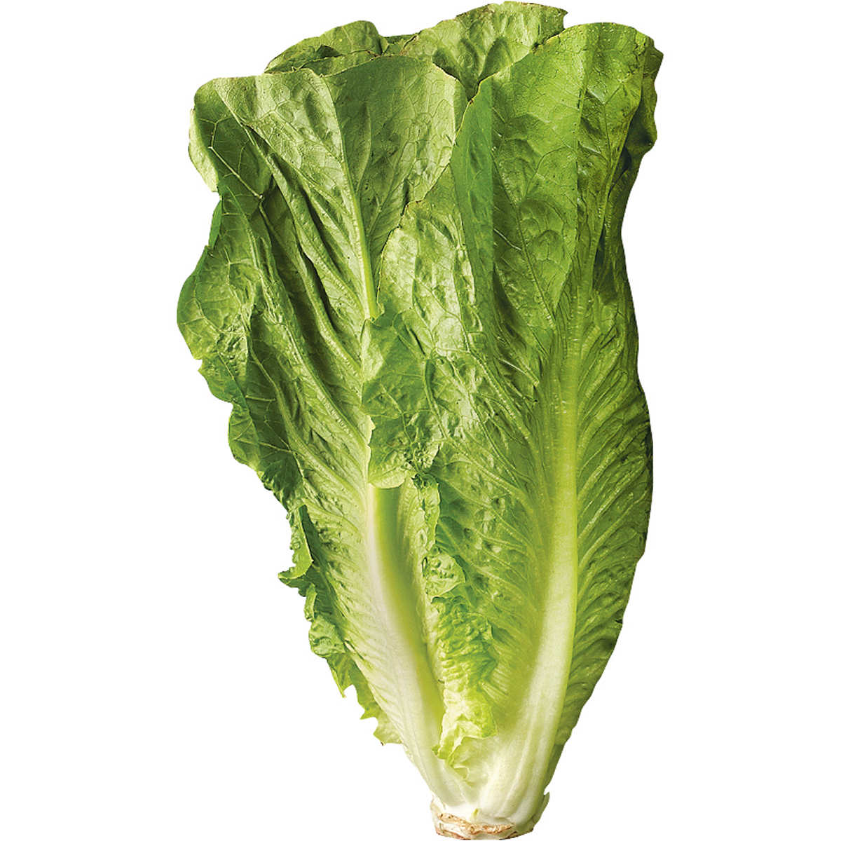 Romaine Economy Lettuce, Unwashed, 24 Count