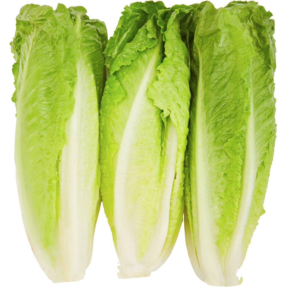 Romaine Economy Lettuce, Unwashed, 24 Count