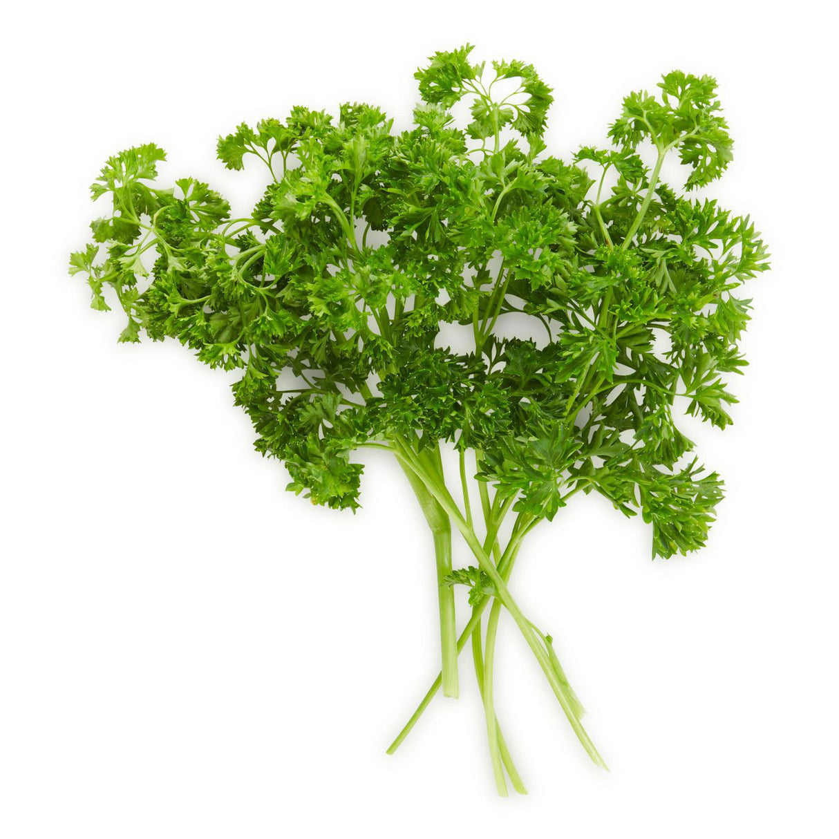 Fresh Parsley Curly